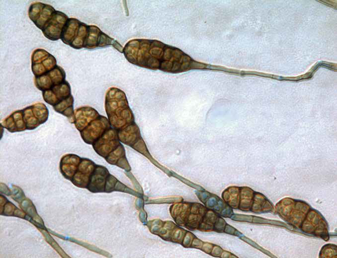 Alternaria