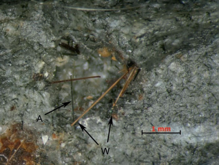 Рис. 7. Игольчатые кристаллы виндхукита (W) и эгирина (A)