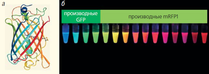 Рис. 2. Модель структуры зеленого флуоресцентного белка и палитра генноинженерных флуоресцентных белков