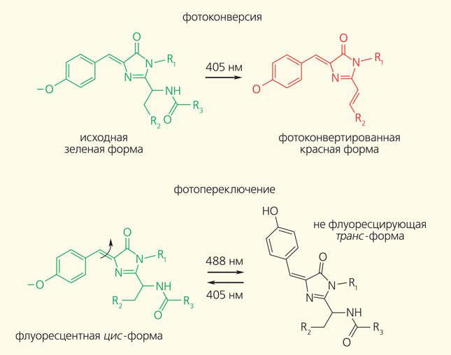 Рис. 4. Примеры фоторегуляции некоторых ФБ
