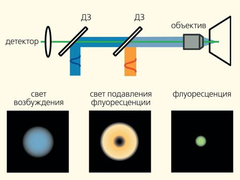 Рис. 6. Оптическая схема микроскопии со стимулируемым подавлением флуоресценции (а) и профили световых потоков (б)