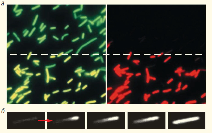 Рис. 9. Превращение зеленого флуоресцентного белка в красный флуоресцентный белок в клетках Escherichia coli при фотоактивации (а) и измерение скорости диффузии ЗФБ в клетках E. coli (б)