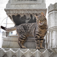 Кошка близ мавзолея при мечети Сулеймание (Стамбул)