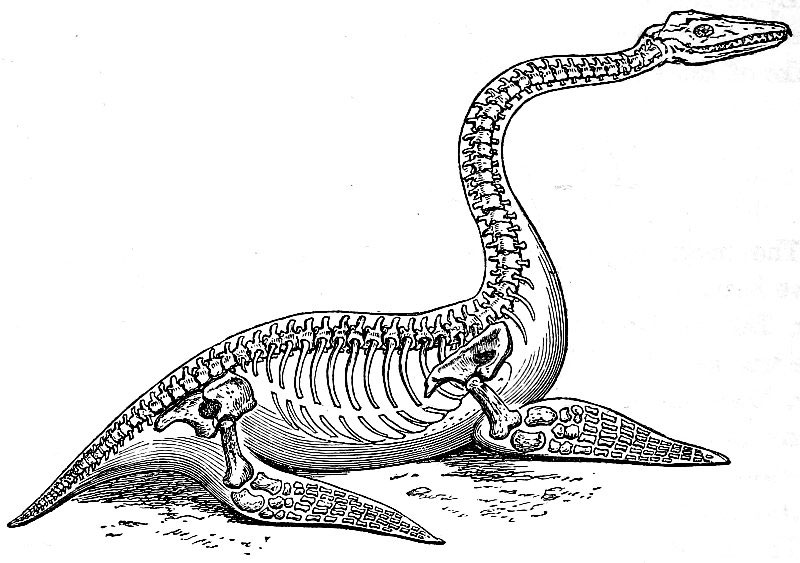 Реконструкции плезиозавра «Plesiosaurus» macrocephalus по Оуэну
