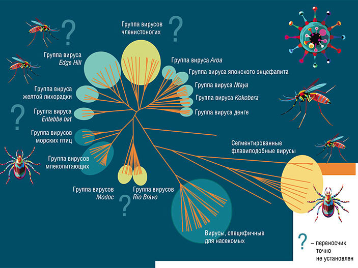 Филогенетические взаимоотношения среди представителей рода Orthoflaviviruses