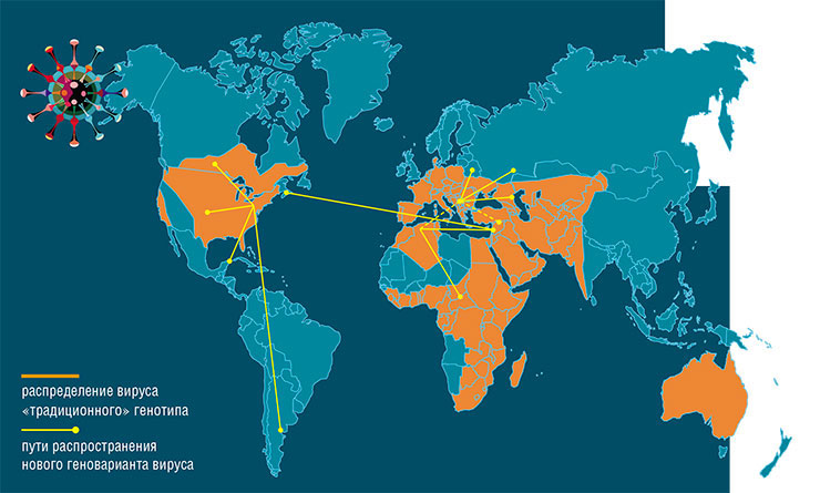 За несколько лет один из геновариантов вируса Западного Нила, предположительно появившийся в 1994 г. в Алжире, практически совершил кругосветное путешествие