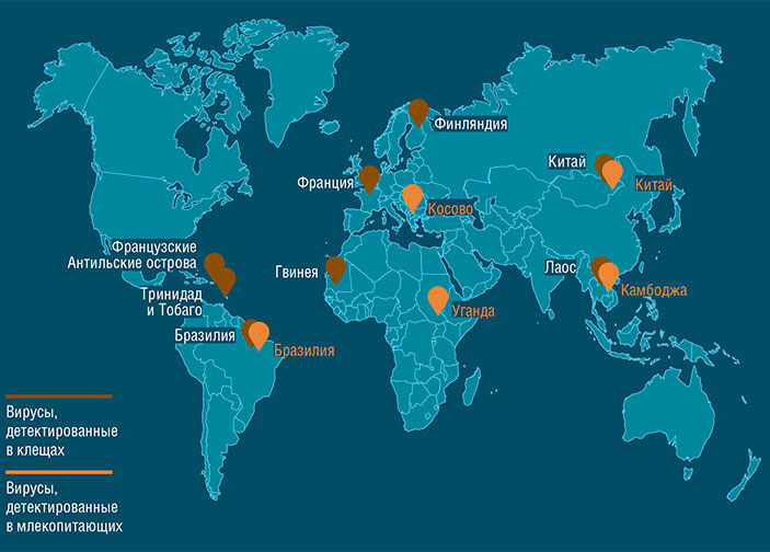 Флавиподобные вирусы группы Джингмен (Jingmen) широко распространены в мире