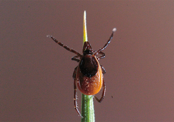 Самка таежного клеща Ixodes persulcatus – самого распространенного клеща на территории РФ, переносчика возбудителей наиболее тяжелых форм клещевого энцефалита