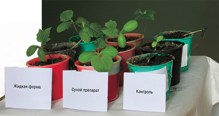 Растения, почва под которыми была обработана сухой и жидкой формами биопрепарата на основе хищных грибов, в росте и развитии значительно опережали контрольные образцы