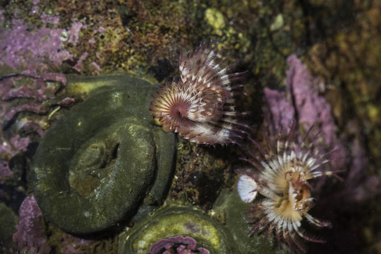 Современные многощетинковые черви (полихеты): Serpula vermicularis, Тихий океан