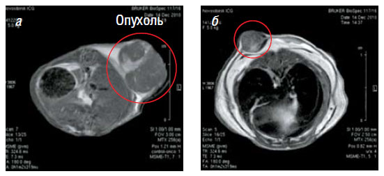 Томограммы контрольной мыши (а) и особи, получавшей экспериментальное лечение иммуностимулирующей ДНК (исДНК) (б)