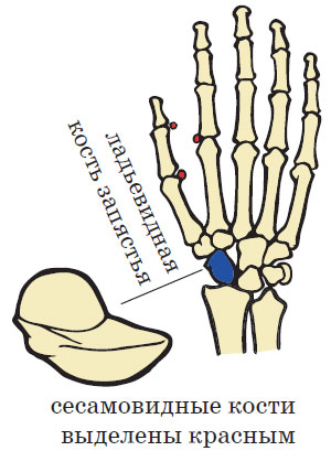 Кости запястья