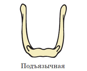 Подъязычная кость