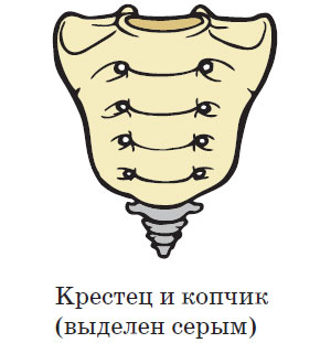 Крестец и копчик