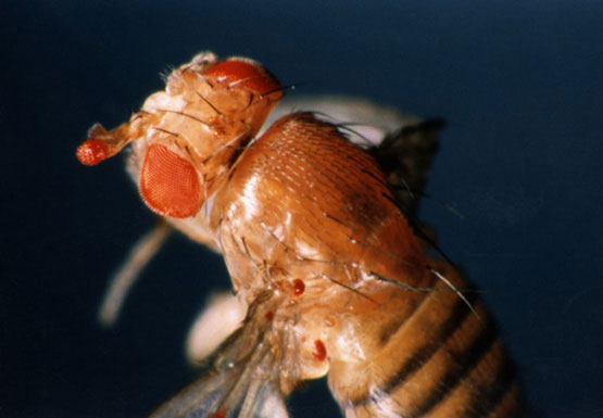 Образование эктопических структур глаза на антеннах и крыльях мухи под влиянием направленной экспрессии гена Sey мыши