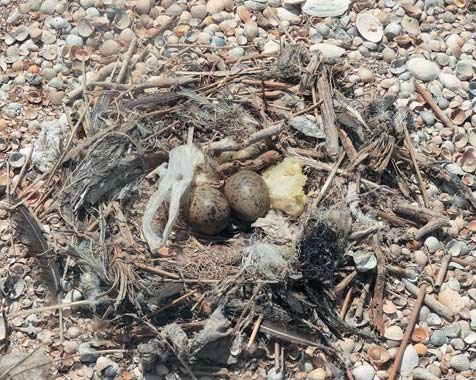 Кладка хохотуньи. Птицы используют пластиковый мусор для строительства своих гнезд