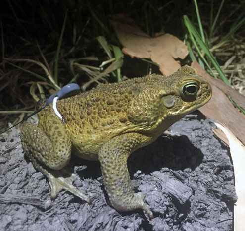 Чтобы следить за перемещениями жаб, на них навешивают радиопередатчики