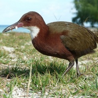 Альдабранский пастушок