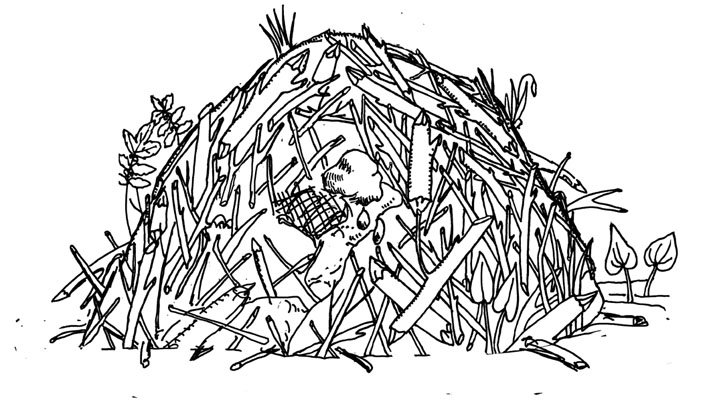 Про кабанов, бобров и выхухолей