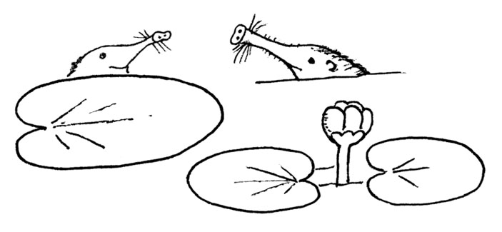 Про кабанов, бобров и выхухолей