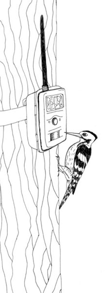 Про кабанов, бобров и выхухолей