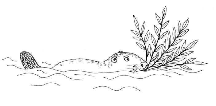 Про кабанов, бобров и выхухолей