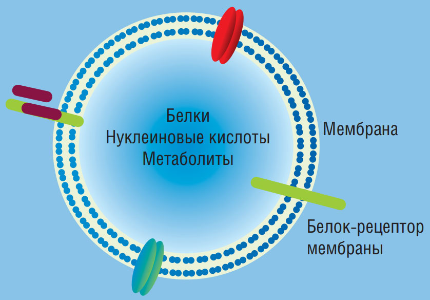 Нуклеиновые кислоты путешествуют по организму в составе специальных частиц типа микровезикул