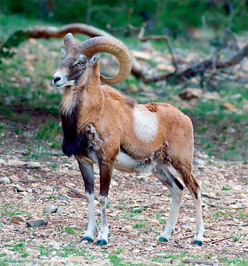 Дикий муфлон, предок домашних овец