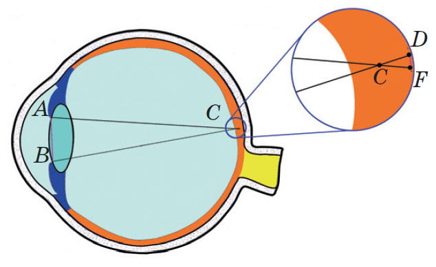Схема прохождения света через глаз