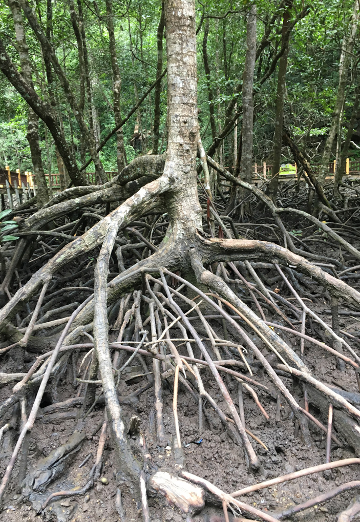 На рисунке показано, как распределяется положительный электростатический потенциал (красная область) в молекуле карбонилдифторида O=CF2