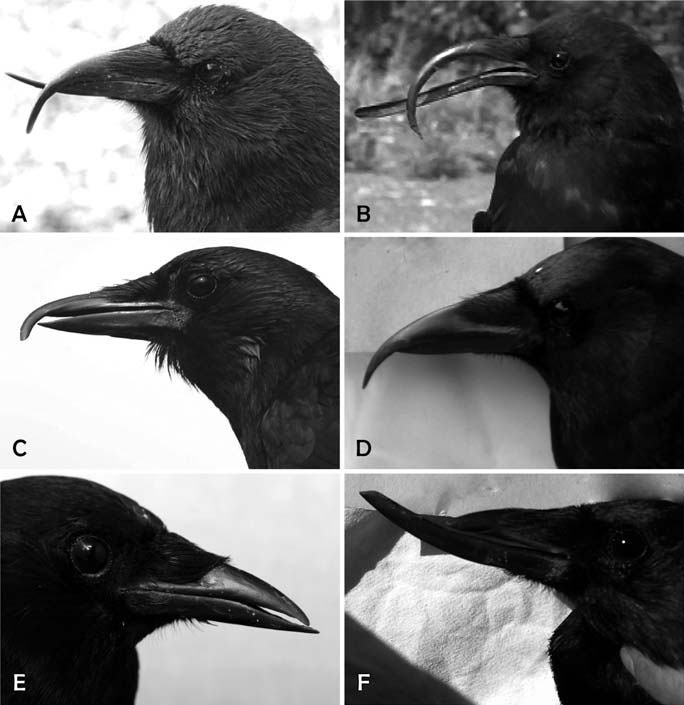 Американские вороны (Corvus brachyrchynhos) с признаками AKD