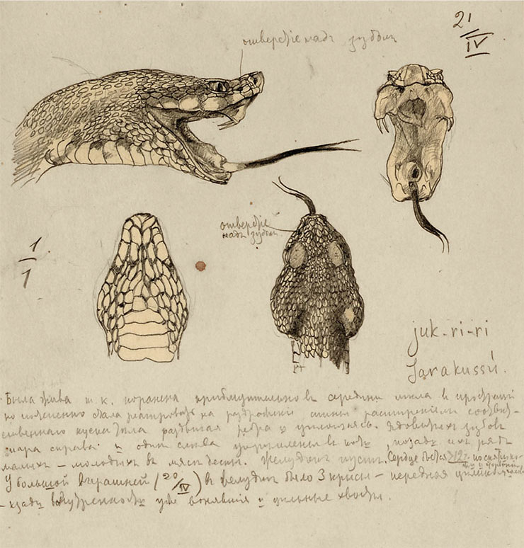 Жараракусу, Bothrops jararacussu. Рис. Г.Г.Манизера