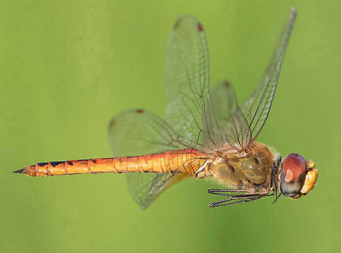 Рис. 1. Pantala flavescens (бродяжница рыжая)