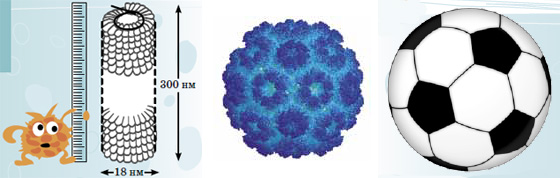 Рис. 4. Слева: вирус табачной мозаики. В центре: вирус мозаики костра похож на футбольный мяч (справа)