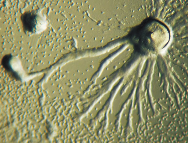 Начало образования слизевика. Фото с сайта en.wikipedia.org