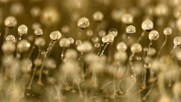 D. discoideum. Фото Scott Solomon с сайта www.digitaltrends.com