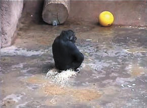 Пражский зоопарк. Горилла Мойя в «галошах» из стружки