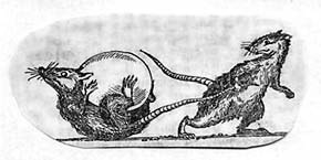 Мифы о животных. Похищение яйца