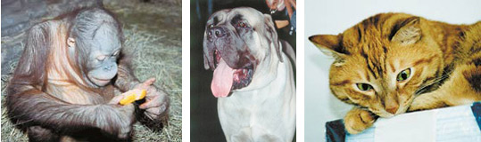 Мы не сомневаемся, что обезьяны, собаки, кошки способны страдать, радоваться, любить, ненавидеть, то есть испытывать эмоции. А есть ли эмоции у других живых существ, не относящихся к млекопитающим? Фото А.Ефремкина, И.Константинова, www.nkj.ru