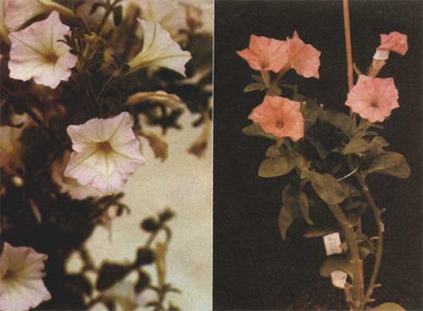 Рис. 10. Слева мутантная линия петунии с бледно-розовой окраской венчика из-за присутствия следовых количеств антоцианов — производных цианидина и дельфинидина, справа — генетически модифицированное растение петунии, накапливающее антоцианы — производные пеларгонидина («Nature», 1987, 330, 677–678)