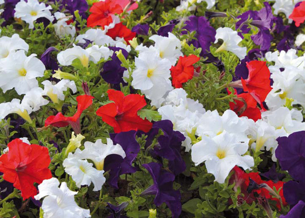 Фотобанк Лори. Фото: Е. Блохина