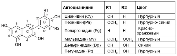 Рис. 3. Базовая структура антоцианидинов и антоцианов. Атомы углерода пронумерованы
