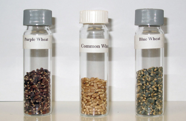 Рис. 8. Пурпурное (слева), голубое (справа) и неокрашенное (в центре) зерно пшеницы. «Metro News» с сайта metronews.ca