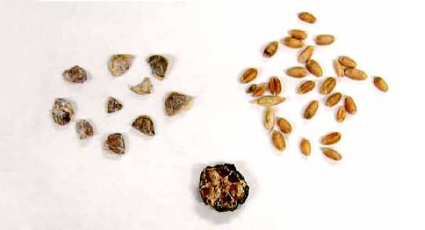 Семена кирказона того же размера, что и пшеничные зерна. Неудивительно, что их трудно разделить