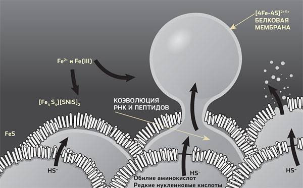 Пептидные цепи. Пептидные цепи, выраставшие таким образом, высвобождались благодаря притоку более кислой воды океана. Пептиды покрывали стенки пор, и это был первый шаг к автономии клетки. Впоследствии клетка, окруженная оболочкой, высвобождалась. Изображение: «Популярная механика»