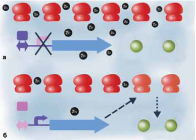 Рис. 1. При избытке цинка (а) бактериальные рибосомы его запасают, а при недостатке (б) — отдают белкам. Если ионов цинка много, то его хватает и рибосомным белкам, и цинк-зависимым ферментам; в этом случае выключен синтез рибосомного белка, не содержащего цинка (прямоугольник — цинковый репрессор, голубая стрелка — ген белка). Когда цинка мало, белок синтезируется, замещает в рибосомах цинксодержащие белки, и они отдают цинк ферментам. Изображение: «Химия и жизнь»