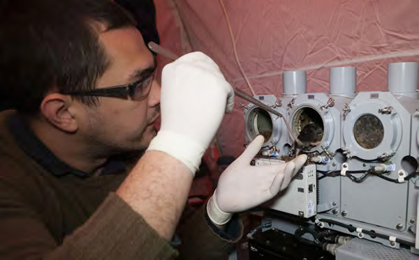 Мышь вынимают из заполненного едой бокса