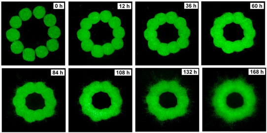 Эволюция кольца из 10 сфероидов в коллагеновом геле. На микрофотографии видно, как отдельные клеточные сфероиды полностью сливаются за 168 часов ( суток). Сращивание клеточных сфероидов - фундаментальная основа технологии. Фото: Центр клеточной динамики университета Вашингтона, США (Center for Cell Dynamics, University of Washington)