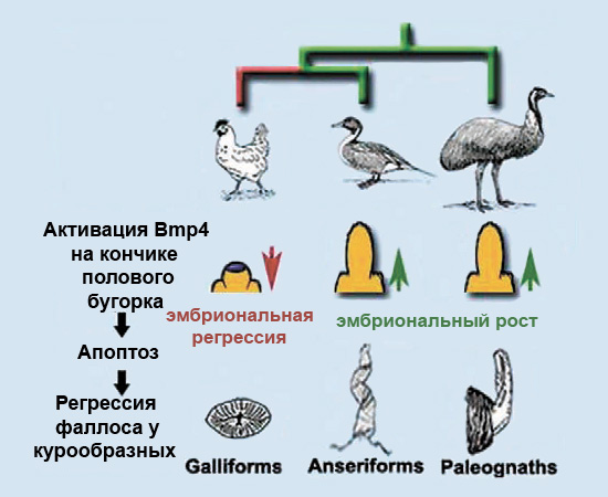 Потеря фаллоса в картинках. Так исследователи представили основной результат своей работы