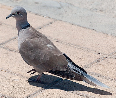 В южных городах нишу привычных сизых голубей часто занимают кольчатые горлицы (Streptopelia decaocto)